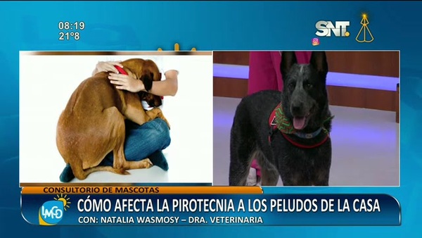 Fiestas de fin de año: ¿Cómo afecta la pirotecnia a los peludos de la casa? - SNT