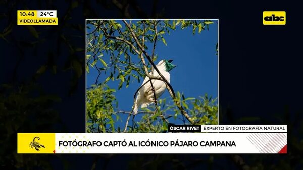 Fotógrafo captó al icónico pájaro campana - ABC Noticias - ABC Color