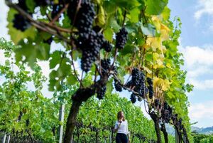 Catas, degustaciones y tours del vino: época de vendimia en Brasil