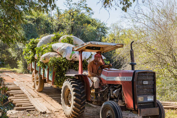 Para el 2023 se aguarda un repunte de la producción agrícola, hecho que marcará la recuperación económica del Paraguay - Revista PLUS