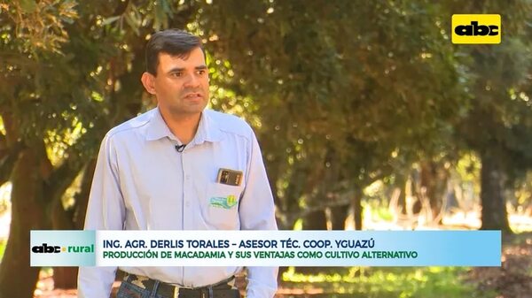 Producción de macadamia y sus ventajas como cultivo alternativo - ABC Rural - ABC Color
