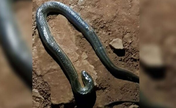Adolescente fue mordida por una serpiente en Minga Guazú