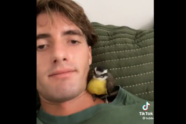 (VIDEO) Turista sueco fue “adoptado” por un pitogüe en Rio de Janeiro