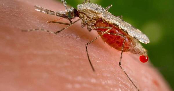 La Nación / Transmisor de malaria es motivo de alerta