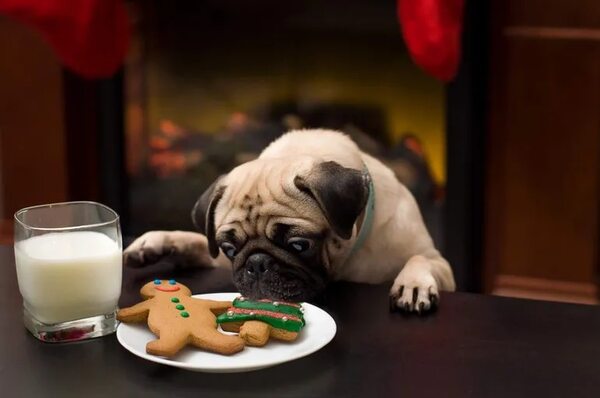 Mascotas: ¿Sabías que las sobras de las fiestas no le convienen a tu perro? - Mascotas - ABC Color