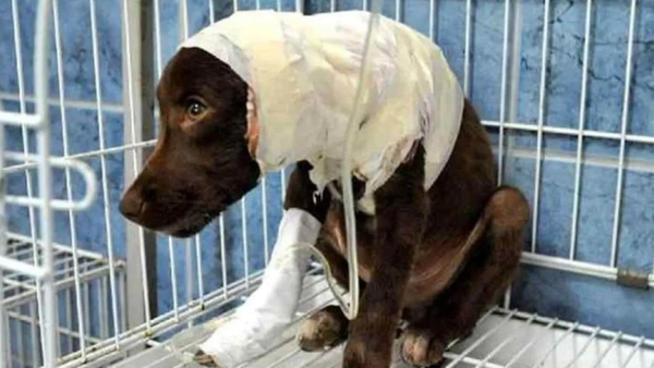 Detienen a hombre que habría abusado de un canino en Fernando de la Mora - Noticiero Paraguay