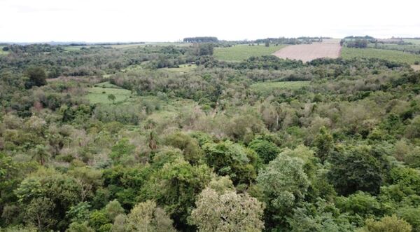 Llegan las subastas online a Paraguay: gran remate de campos, terrenos y casas en Itapúa