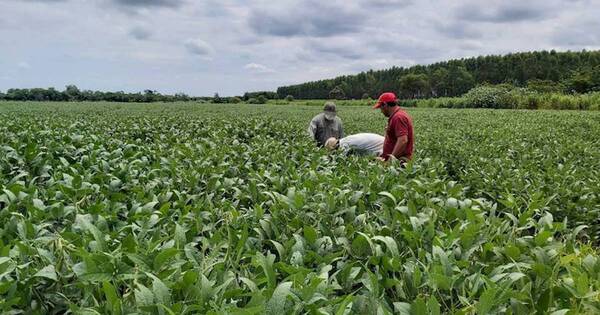 La Nación / Inbio seguirá impulsando investigación agrícola con tecnologías rústicas y productivas