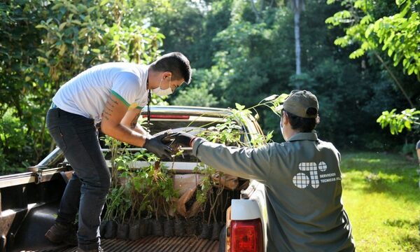 Vivero de ITAIPU produjo más de 1.000.000 de plantines de especies nativas durante el 2022