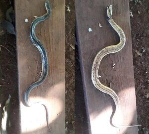 Serpiente atacó a una adolescente de 16 años  - ABC en el Este - ABC Color