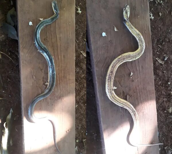 Serpiente atacó a una adolescente de 16 años - ABC en el Este - ABC Color