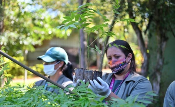 Vivero de Itaipu produjo más de 1.000.0000 plantines, este año