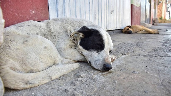 Fernando de la Mora: Vecinos denuncian a su vecino por zoofilia - Noticias Paraguay