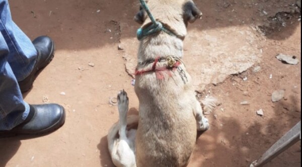 Abuelo fue grabado mientras abusaba de una perrita en inquilinato