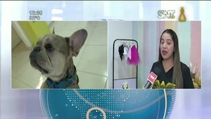 Animales y los petardos: Que no sufran en estás fiestas - SNT