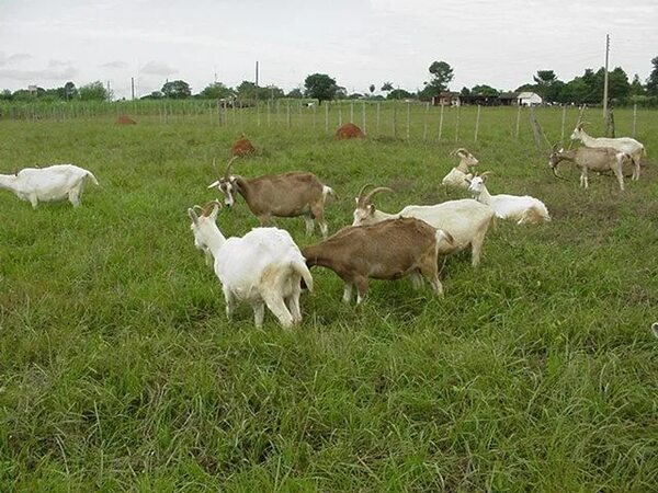 Ovejas y cabras ya no podrán ser transportadas sin guía de ganado - Nacionales - ABC Color