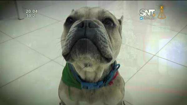 Los animales y la pirotecnia: Que las mascotas no sufran - SNT