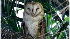 Inusual avistamiento de una lechuza en el microcentro de Asunción