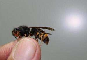 Karai muere a consecuencia de un ataque de avispas