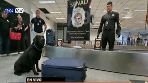 Can antidrogas evitó que mujer lleve droga a Turquía - Paraguaype.com