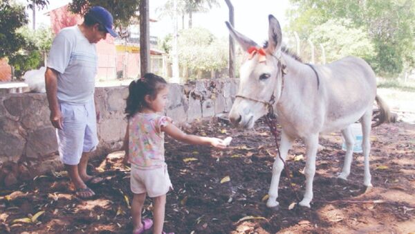 Bella, la burrita más querida de Lambaré