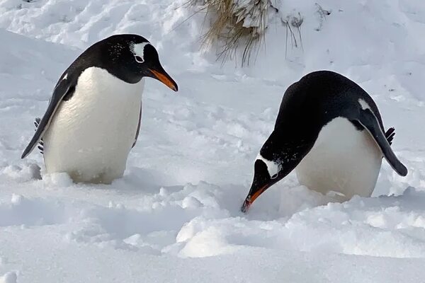 Pingüinos reales enfrentan amenaza del cambio climático en el confín del Índico - Ciencia - ABC Color