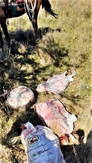 Abigeato deja millonaria pérdida a ganadero de Caapucú - Nacionales - ABC Color