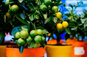 Claves para cultivar un limonero en maceta