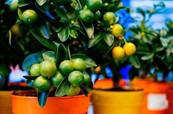 Claves para cultivar un limonero en maceta