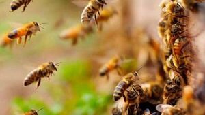 Abuelo muere de un infarto tras ataque de abejas