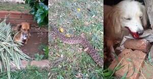 Siguen los reportes de mordeduras de víboras: dos perritos fueron víctimas