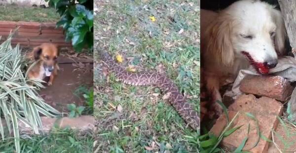 Siguen los reportes de mordeduras de víboras: dos perritos fueron víctimas