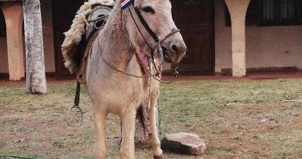 La Nación / Bella, la burrita de Lambaré que conquista las redes