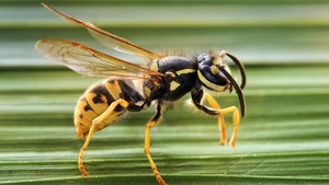 ¡Trágico! Hombre habría muerto tras picaduras de avispas - Noticias Paraguay