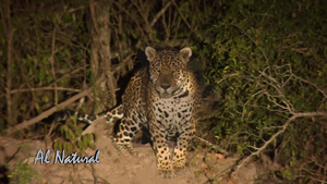 Felinos en Paraguay - SNT
