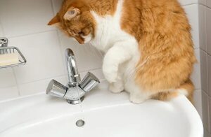 Con golosinas y mucha paciencia: así se consigue bañar a un gato - Mascotas - ABC Color