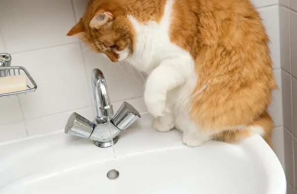 Con golosinas y mucha paciencia: así se consigue bañar a un gato - Mascotas - ABC Color