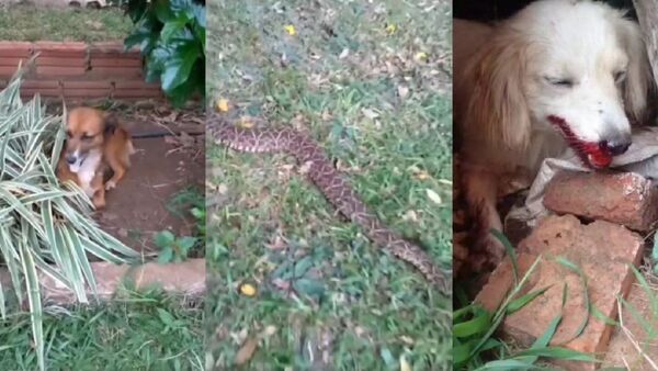 Yarará mordió y mató a un perrito