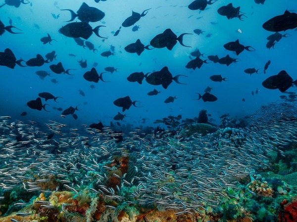 Las 10 fotos más destacadas de la vida silvestre 2022, según Nat Geo - Megacadena — Últimas Noticias de Paraguay