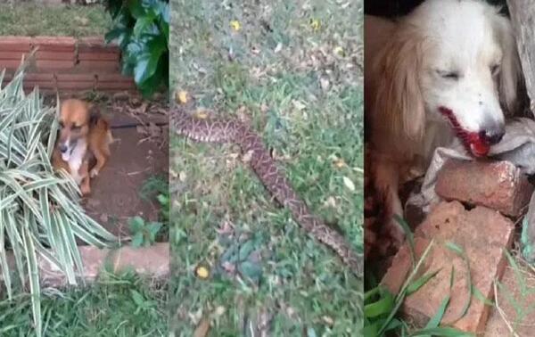 Yarará mordió y mató a un perrito en Encarnación – Prensa 5