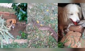 Nuevo ataque de yarará: Esta vez mató a un perrito