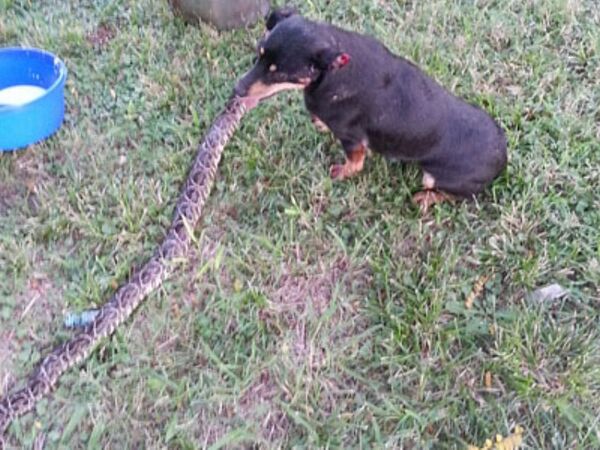Mascota murió tras sufrir la mordedura de una yarará | 1000 Noticias