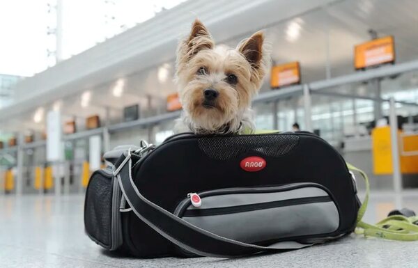 Viajar con mascotas: pautas de cuidado a tener en cuenta - Mascotas - ABC Color