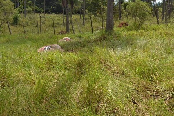 Cambyretá: Faenaron vaca de aprox. 300 kilos para asado de año nuevo