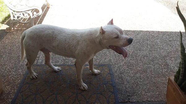 Perro perdido en zona del barrio Carlos Antonio López - Encontrá a tu mascota - ABC Color