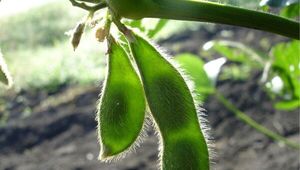 Pronóstico reservado: Falta de lluvias hace pensar a productores que no tendrán cosecha plena