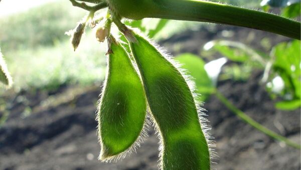 Pronóstico reservado: Falta de lluvias hace pensar a productores que no tendrán cosecha plena