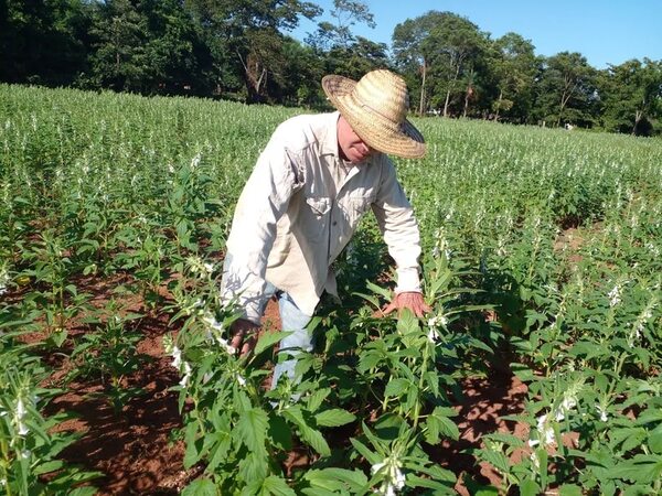 Esperan más lluvias para recuperar parcelas afectadas por la sequía - Nacionales - ABC Color