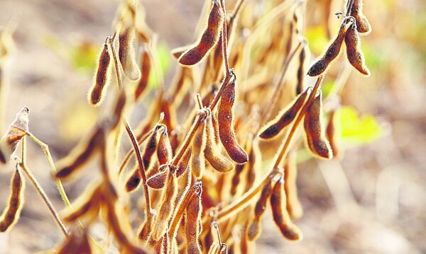 El precio de la soja se mantuvo con tendencia alcista en la última semana del 2022