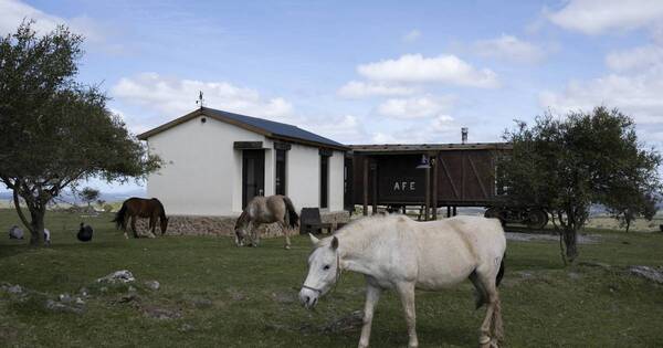 La Nación / Santuarios Primitivo rescata caballos del frigorífico en Uruguay
